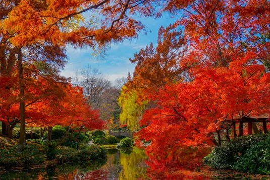 The Nobleman Hotel in Fort Worth, TX is located close to the Fort Worth Botanic Gardens.