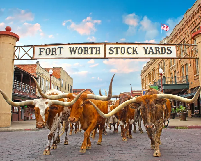 The Nobleman Hotel in Fort Worth, TX is located near the Stock Yards with the Herd Cattle Drive.